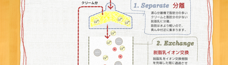 1.Separate 分離　遠心分離機で脂肪分の多いクリームと脂肪分の少ない脱脂乳に分離。脂肪は水より軽いので、真ん中付近に集まります。　2.Exchange 脱脂乳イオン交換　脱脂乳をイオン交換樹脂（Na＋）を充填した筒に通過させます。イオン交換樹脂が脱脂乳中のCa2＋が除去